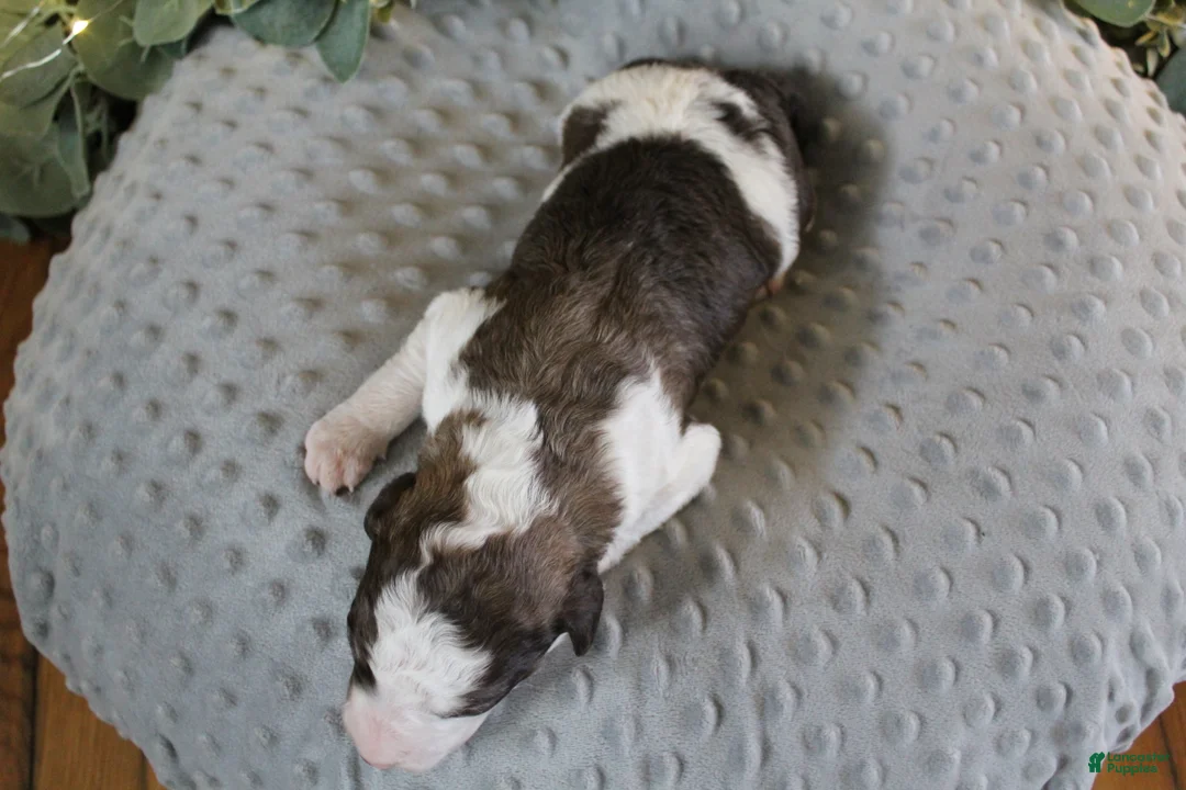 Bordoodle dogs for sale: Rocket - Ad 2