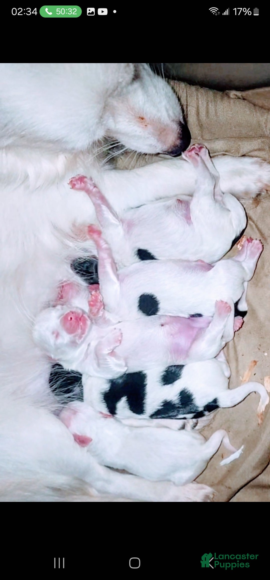 Chihuahua dogs for sale: Longhair Domino boy - Ad 5