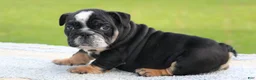 English Bulldog dogs for sale: English Bulldog 1 - Ad 1