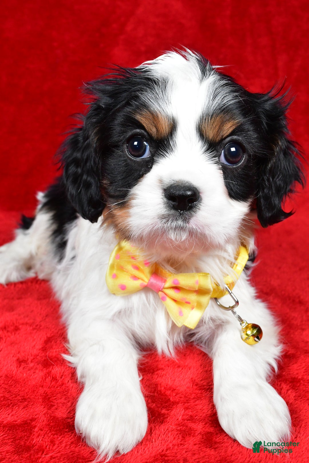 Cavalier King Charles Spaniel dogs for sale: Fritz - Ad 8