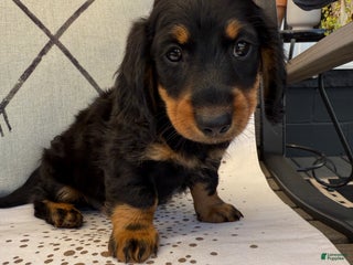 Miniature Dachshund dogs - Ad 21