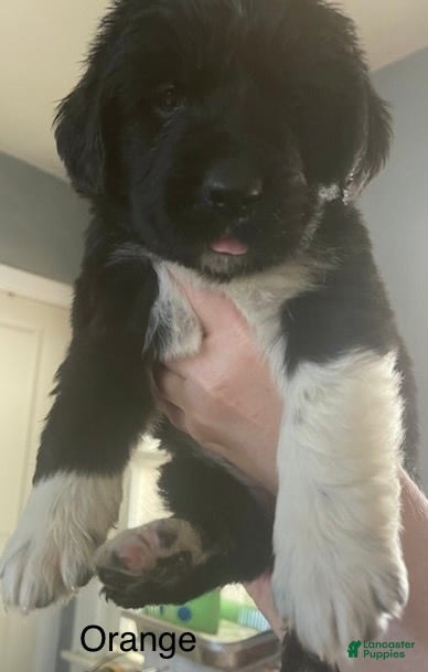 Newfoundland Puppy 4