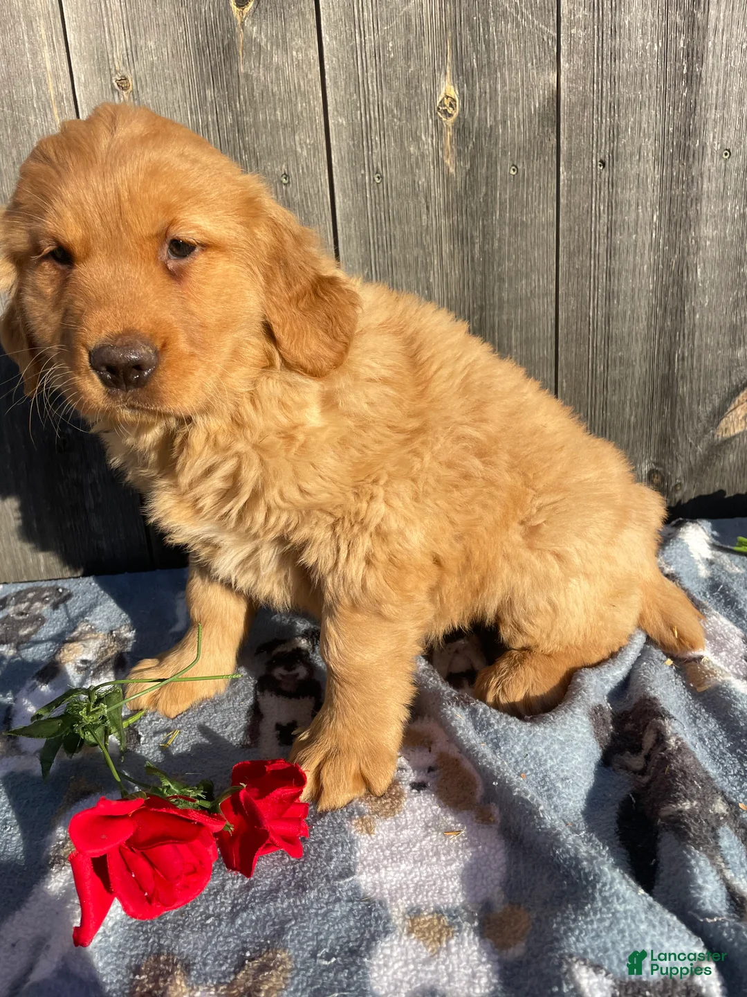 Golden Retriever dogs for sale: Kennedy - Ad 4