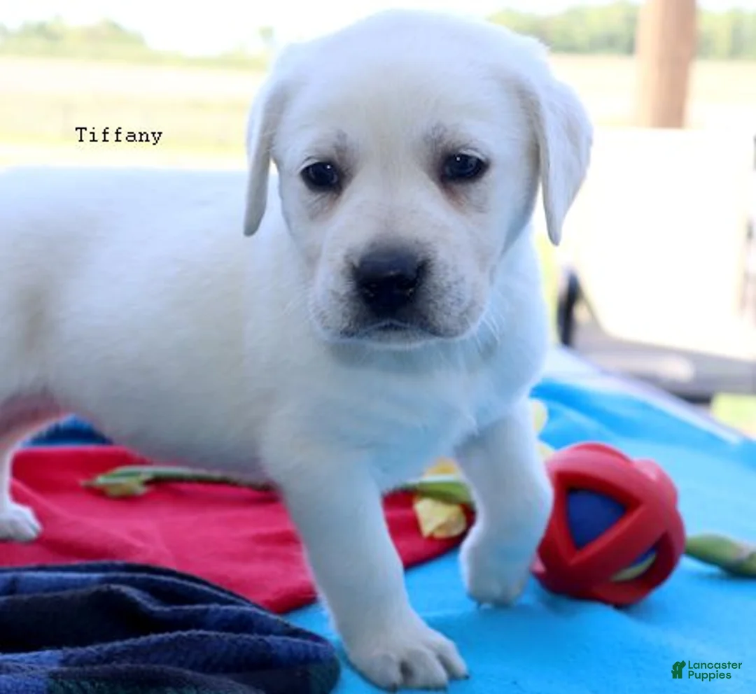 Labrador Retriever dogs for sale: Tiffany - Champ lines - Ad 1