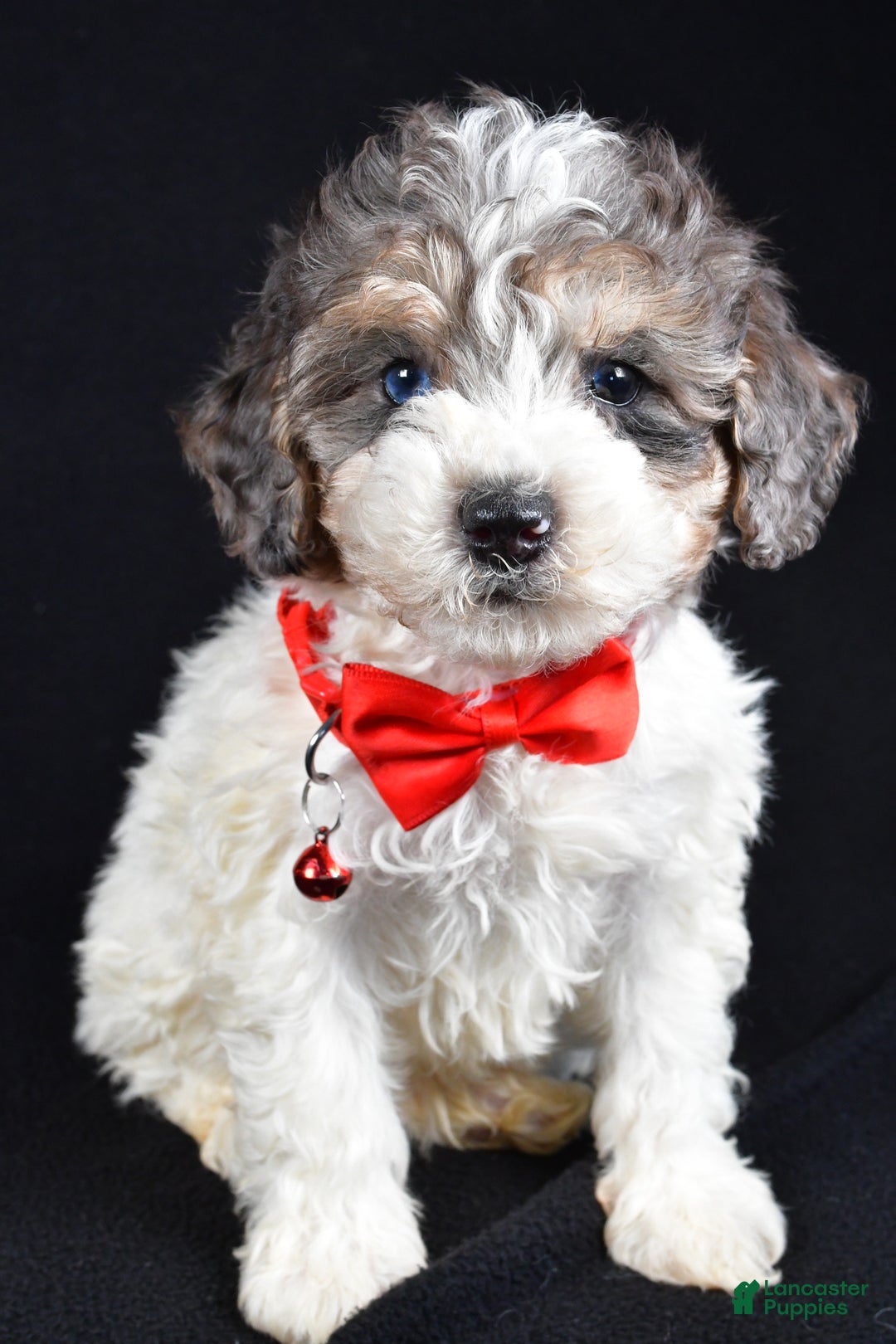 Miniature Poodle dogs for sale: Eden - Ad 3
