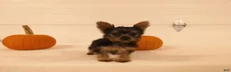 Yorkshire Terrier dogs for sale: Mia  - Ad 1