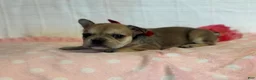 French Bulldog dogs for sale: Sugar Cane - Ad 3