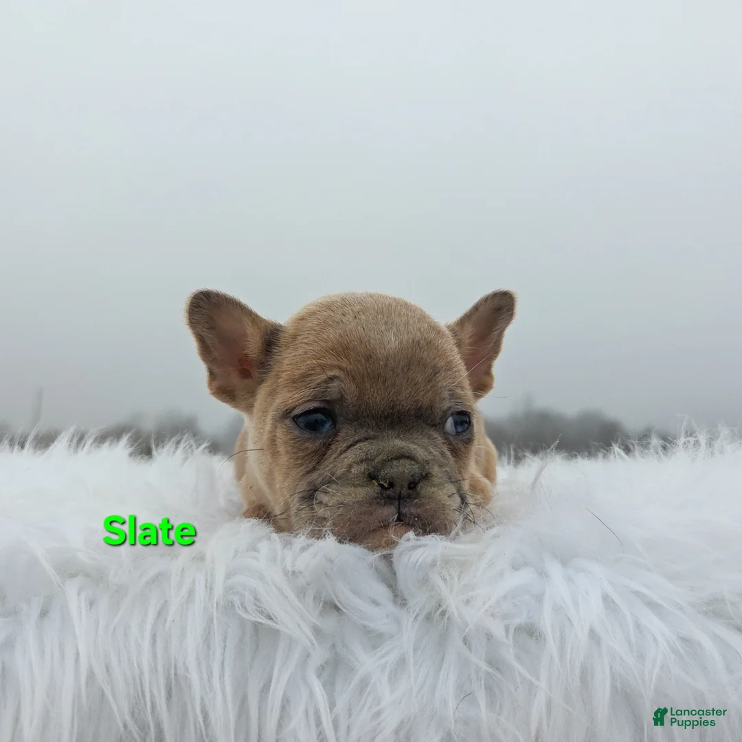 Mixed Breed dogs for sale: Slate - Ad 6
