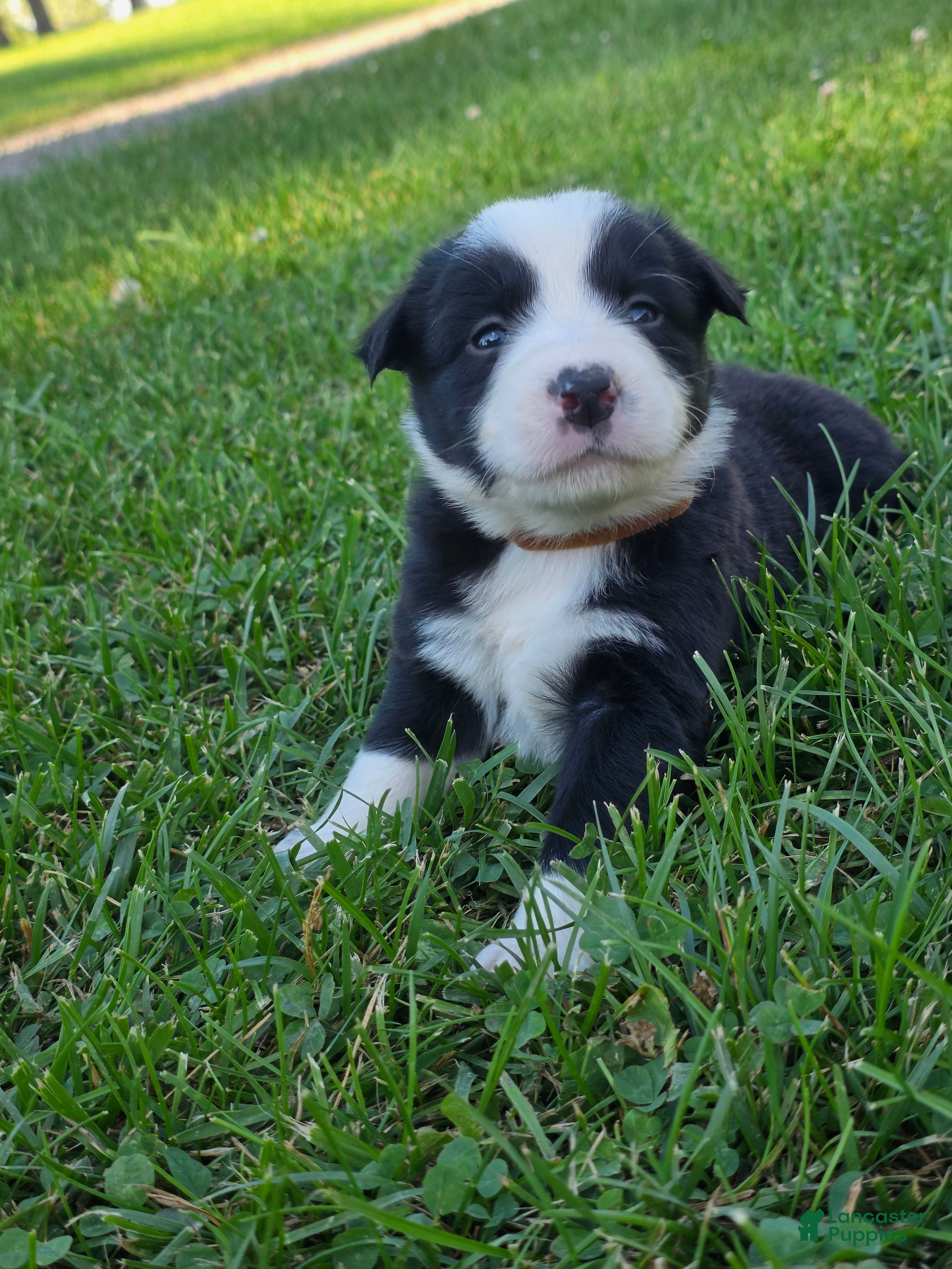 Border Collie dogs Gunner - Ad 15