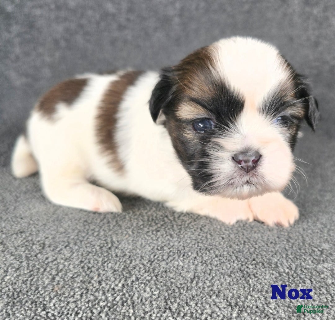 Shih Tzu dogs for sale: Nox - Ad 3