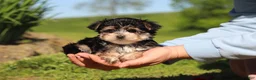 Morkie dogs for sale: Bennet - Ad 2