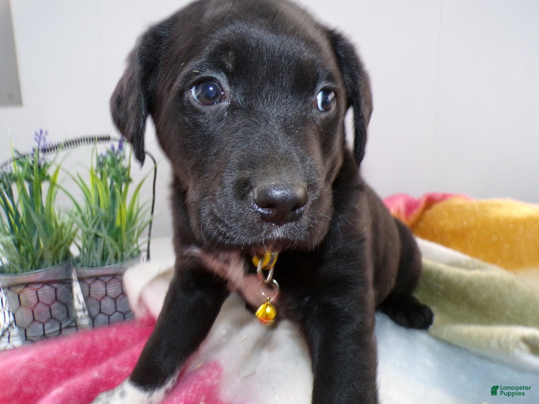 Goldador dogs for sale: Goldador Puppy 5 Salas - Ad 2