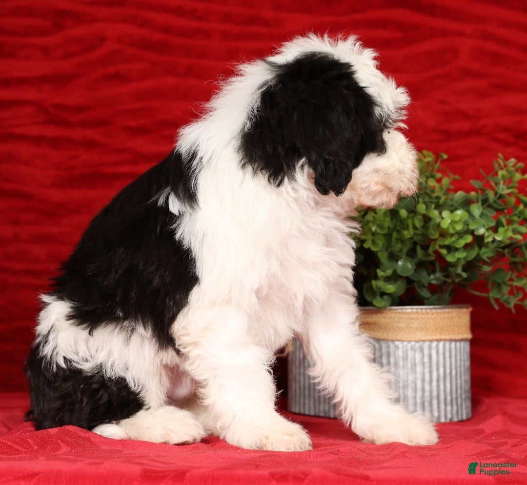 Mini Sheepadoodle dogs for sale: Henry - Ad 7