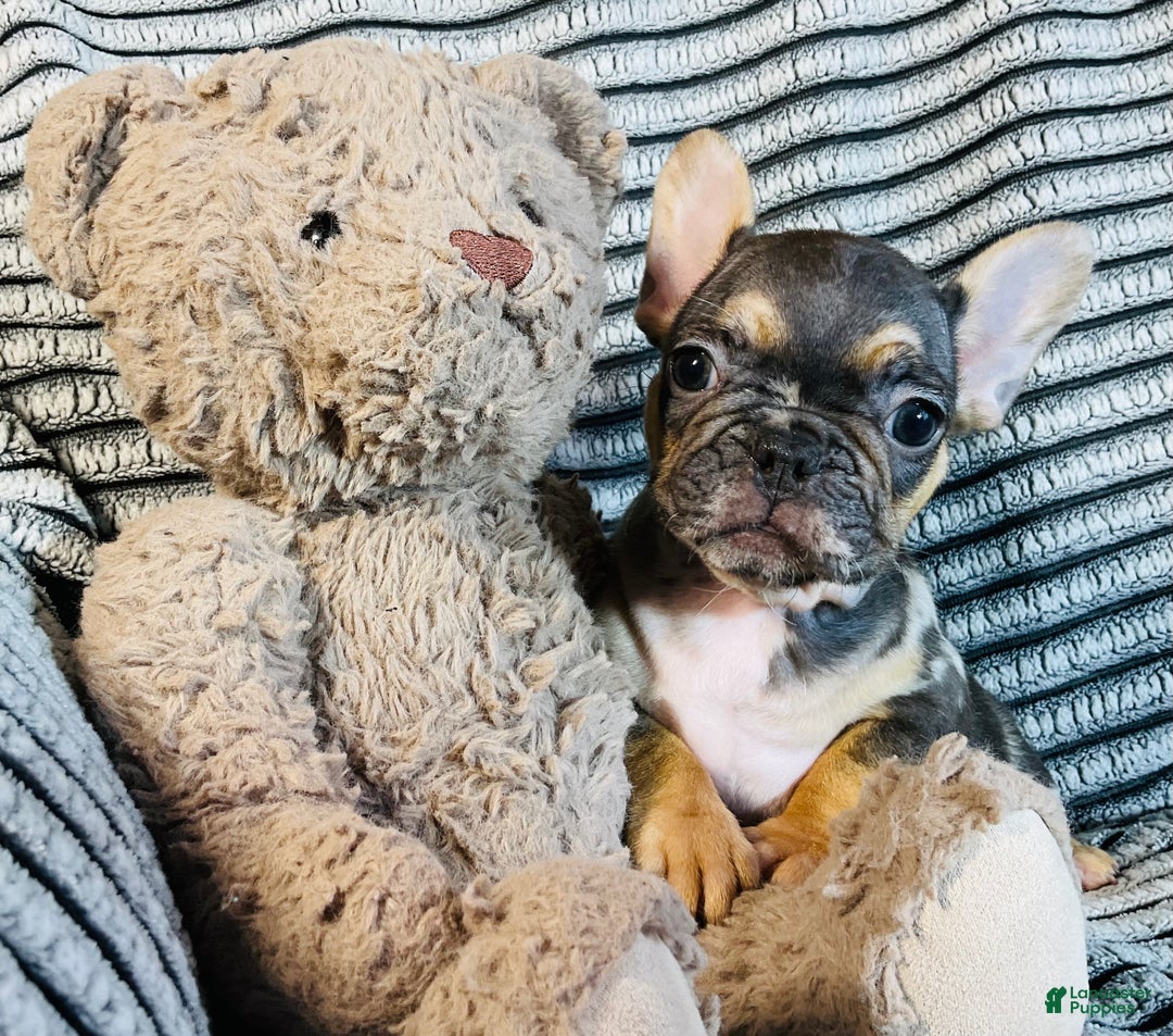 French Bulldog dogs for sale: Max  - Ad 5