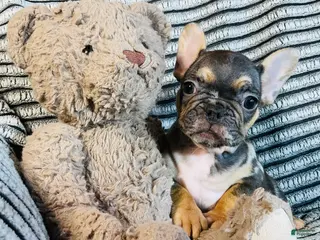 French Bulldog dogs Max - Ad 32