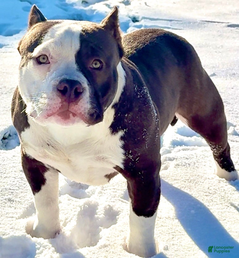 American Bully dogs Choco/White Female  - Ad 20