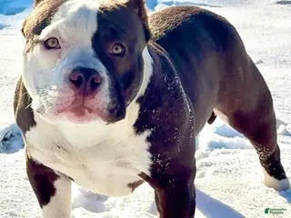 American Bully dogs Choco/White Female - Ad 20