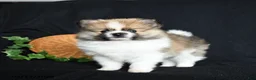 Pomeranian dogs for sale: Pouncer - Ad 5