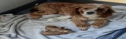 Mixed Breed dogs for sale: Bourbon - Ad 5