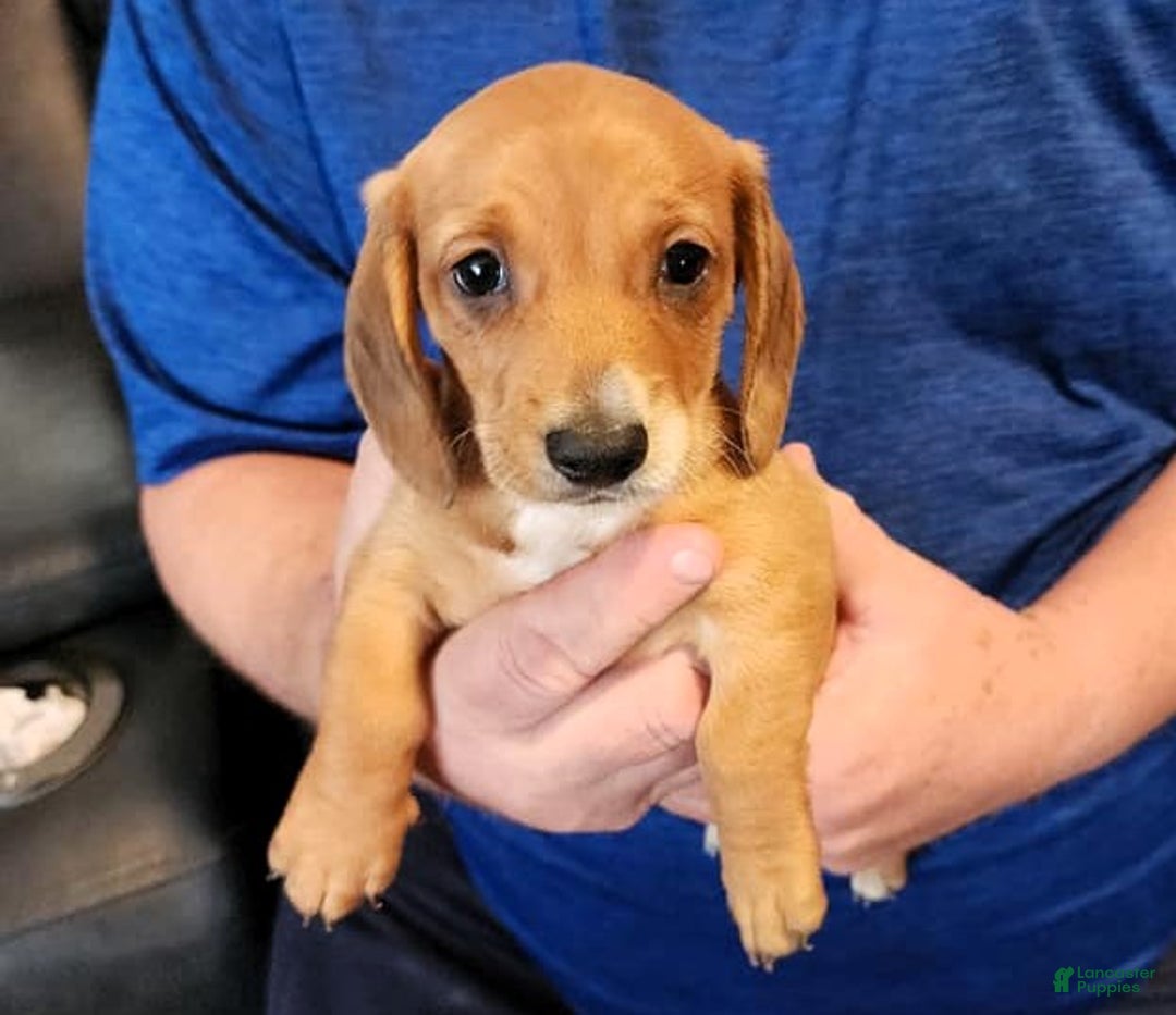 Miniature Dachshund dogs for sale: Rowdy - Ad 1