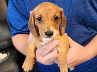 Miniature Dachshund dogs Rowdy - Ad 20