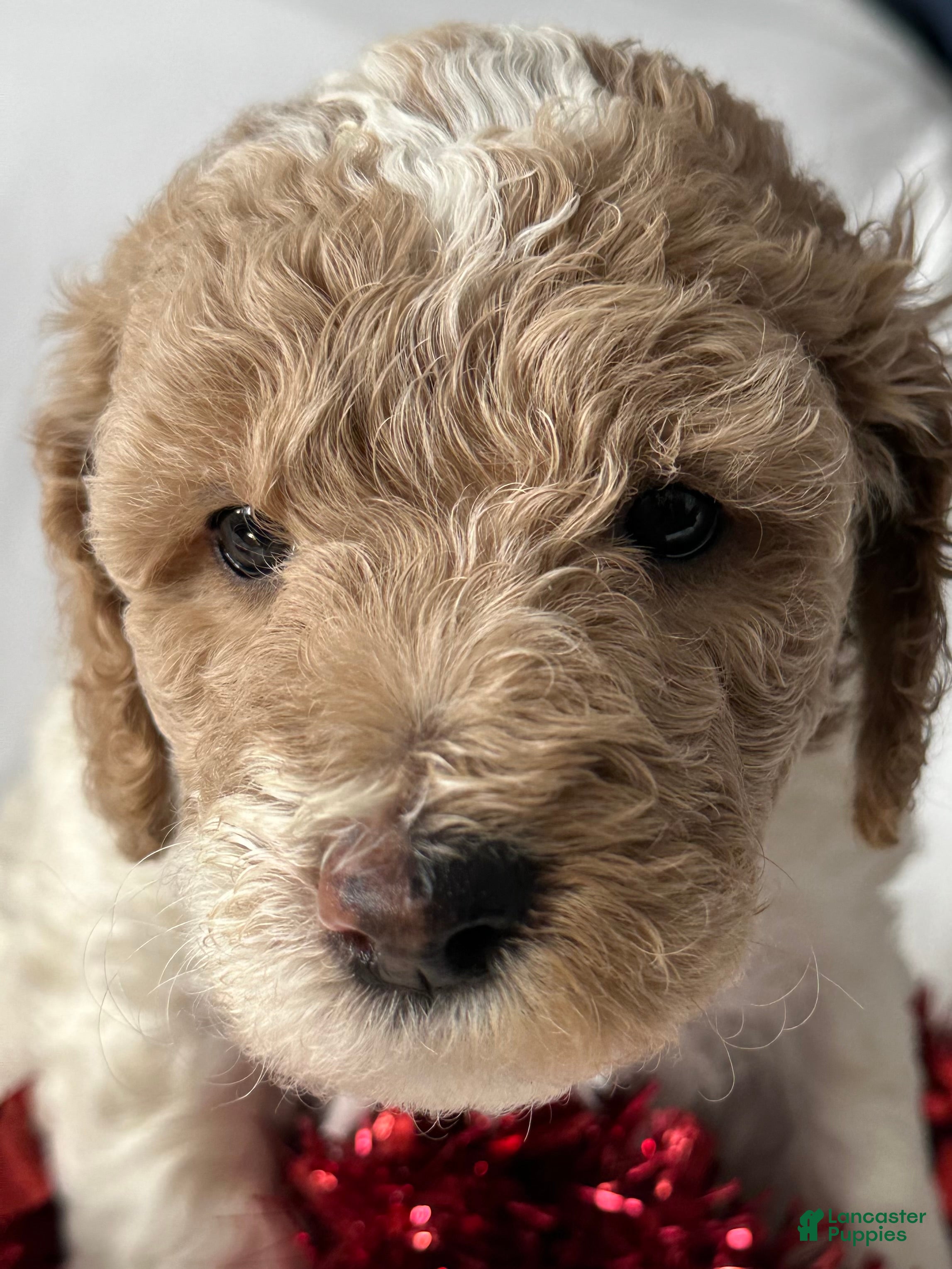 Irish Doodle dogs Winter-In home raised - Ad 2