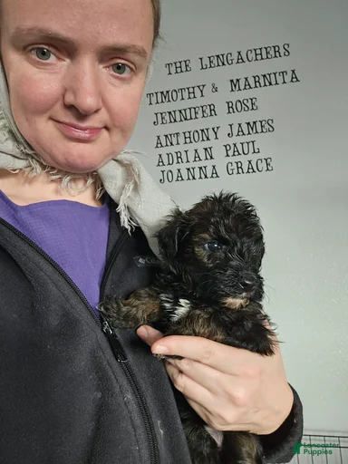 Gallery Image {{count}}