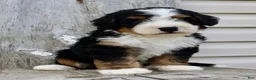 Bernedoodle dogs for sale: Raylon - Ad 3