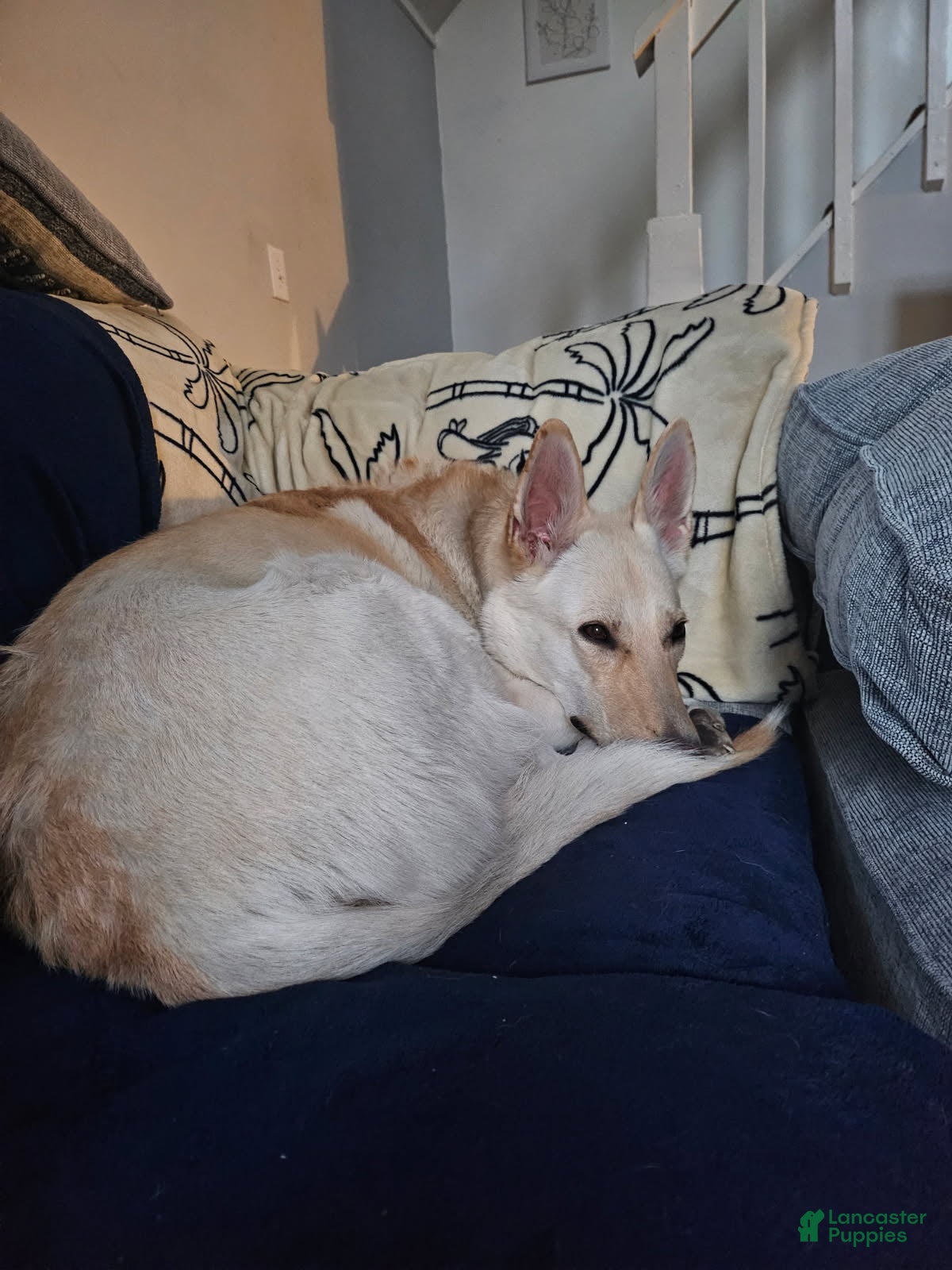 Freya