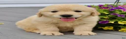 Golden Retriever dogs for sale: Patty - Ad 3