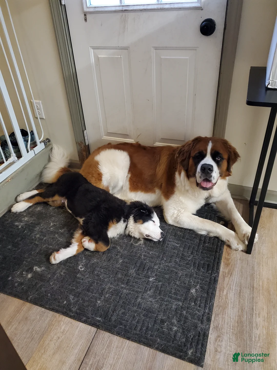 Mixed Breed dogs for sale: Zues - Ad 52