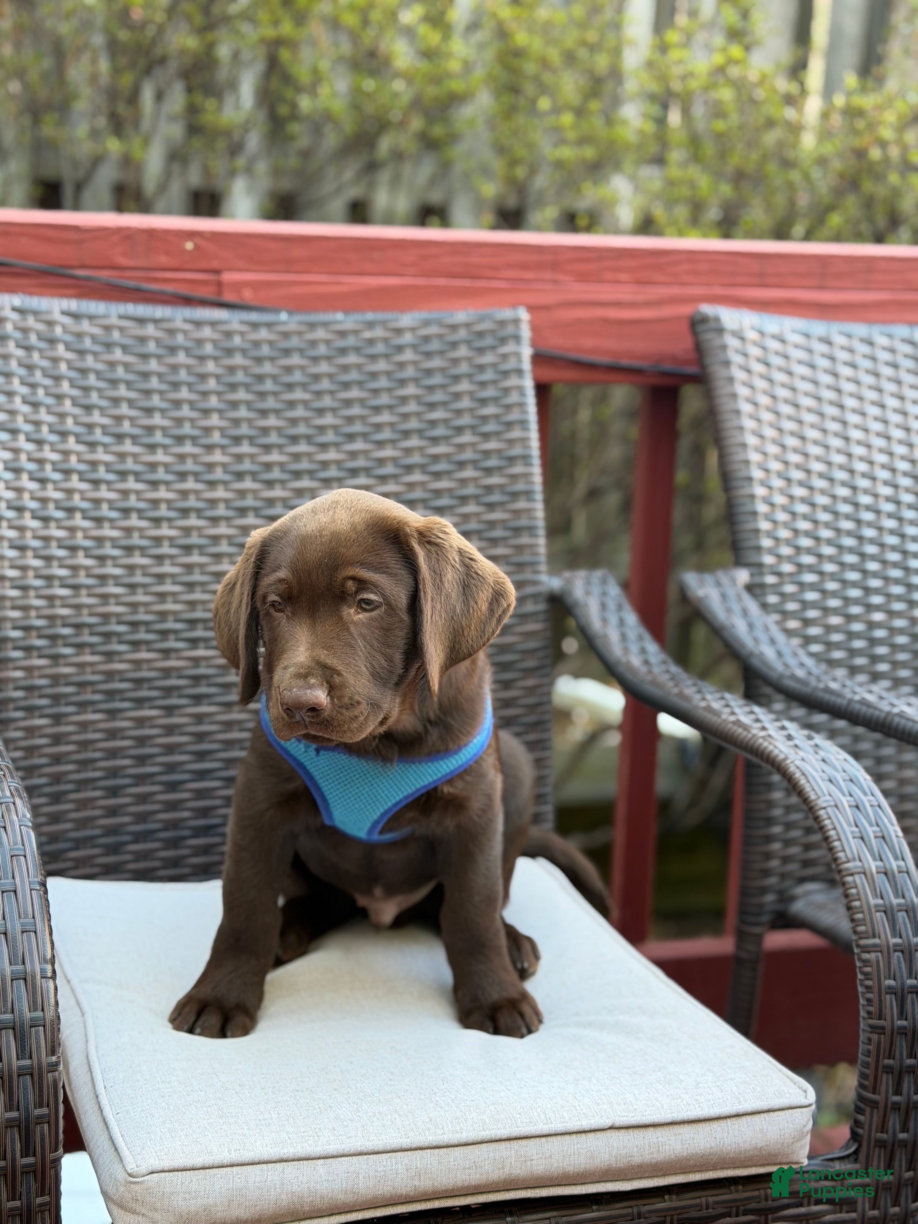 Labrador Retriever dogs Max - Ad 38