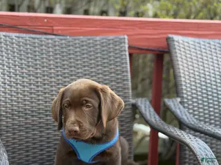 Labrador Retriever dogs Max - Ad 38