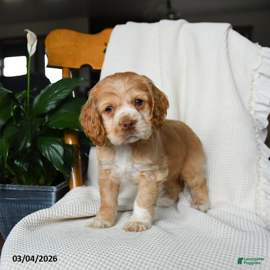 English Cocker Spaniel dogs for sale: Mia   - Ad 3