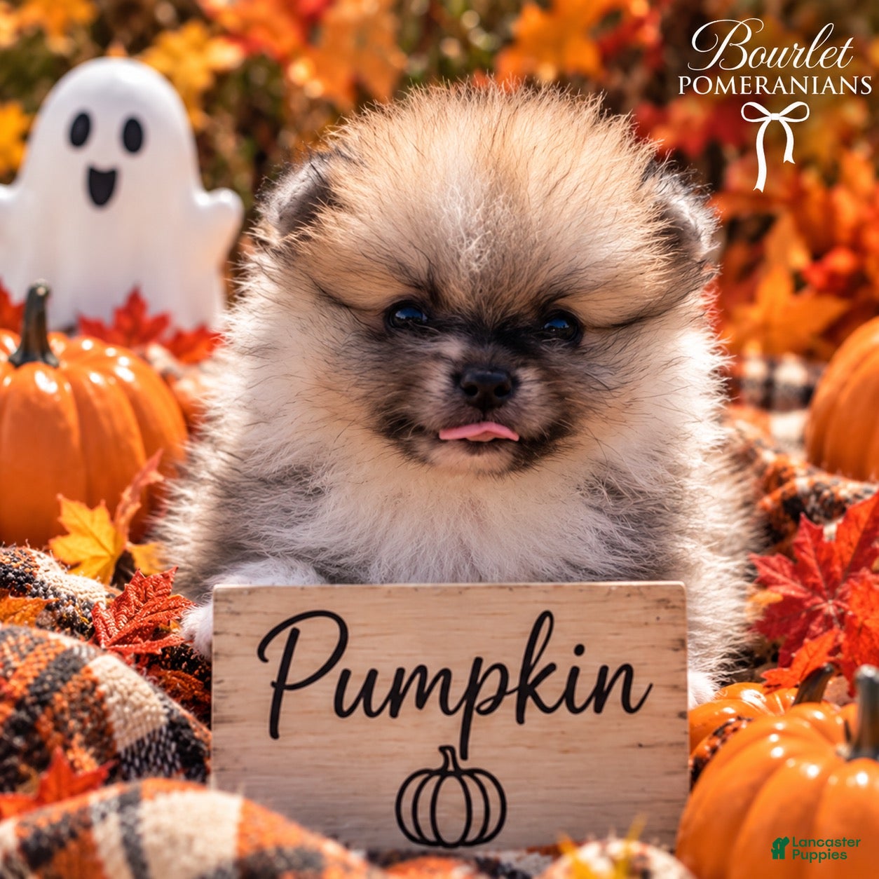Pomeranian dogs Pumpkin  - Ad 1