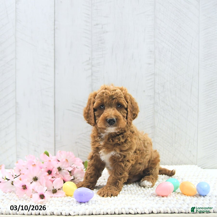 Mini Goldendoodle dogs Ollie - Ad 1
