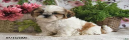 Shih Tzu dogs for sale: Kashton - Ad 2