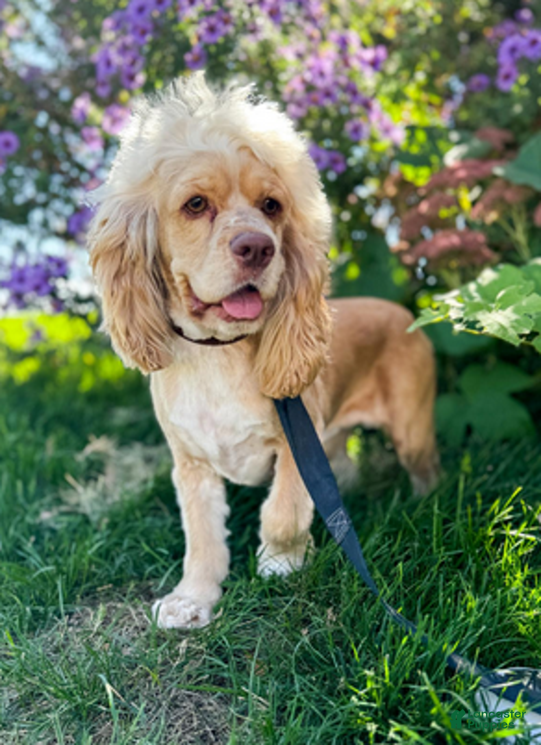 Mixed Breed dogs for sale: Midnight - Ad 2