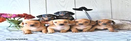 Miniature Dachshund dogs for sale: Todd - Ad 5