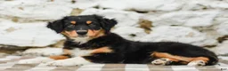 Australian Shepherd dogs for sale: Tessa - Ad 5