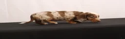 Dachshund dogs for sale: Snowy - Ad 4