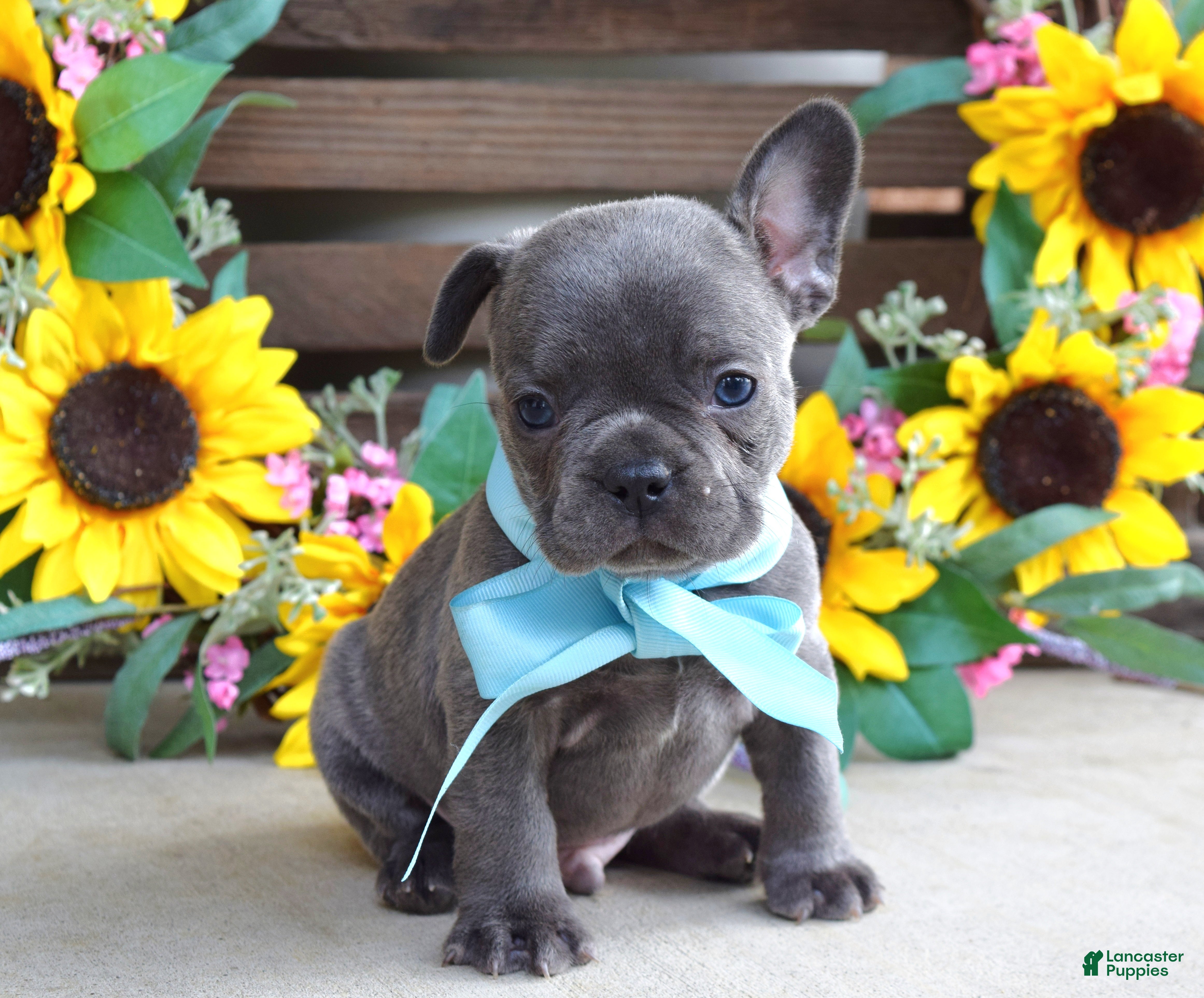 French Bulldog dogs Louie - Ad 2