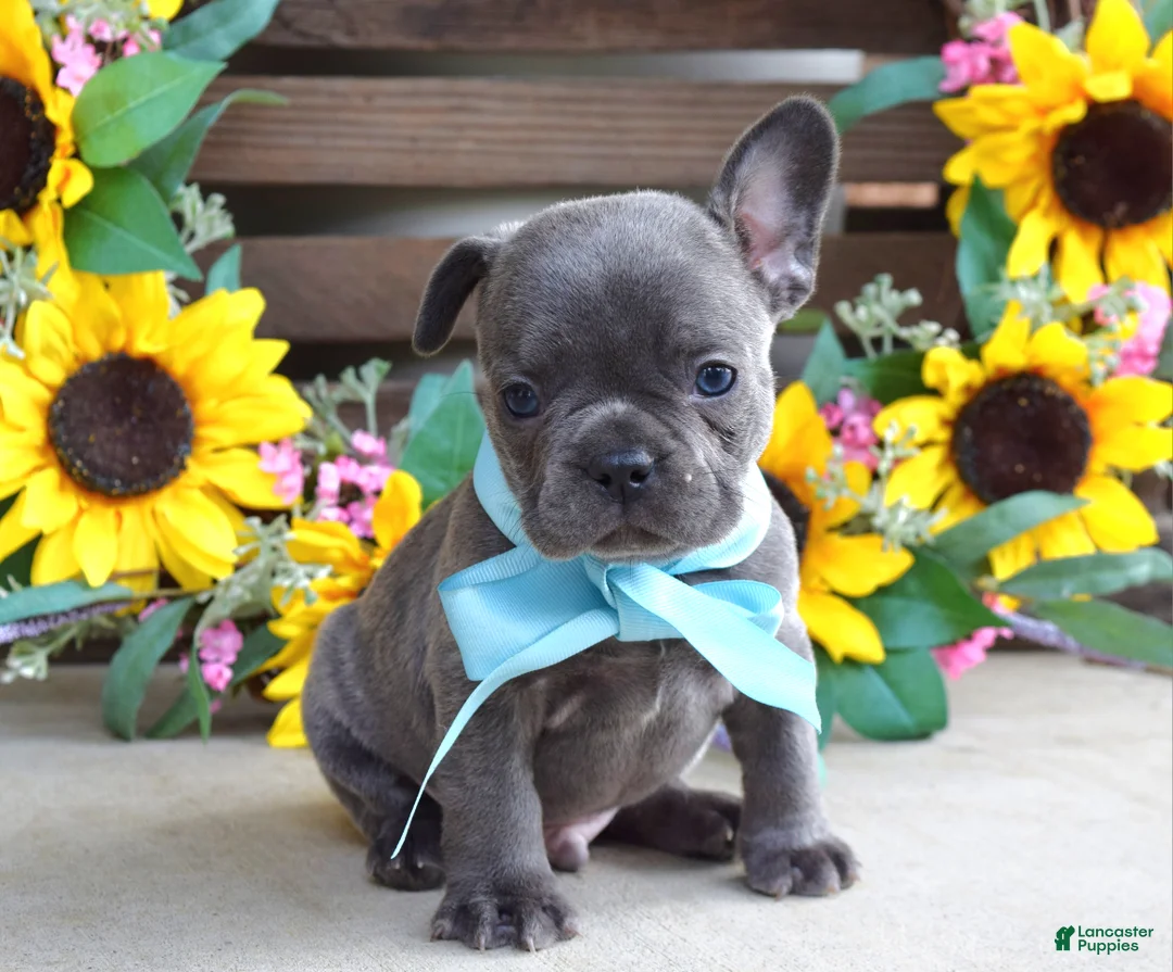 French Bulldog dogs for sale: Louie - Ad 2