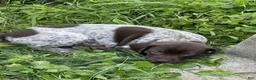 German Shorthaired Pointer dogs for sale: German Shorthaired Pointer Puppy 4 - Ad 2