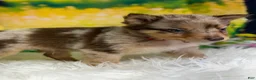 Australian Shepherd dogs for sale: Australian Shepherd lynxley - Ad 19