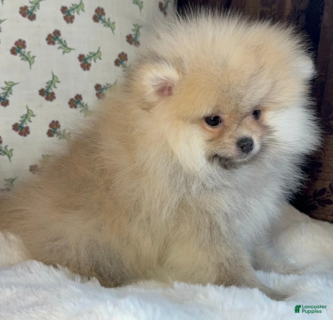 Pomeranian dogs for sale: Pomeranian Puppy Lucy - Ad 2