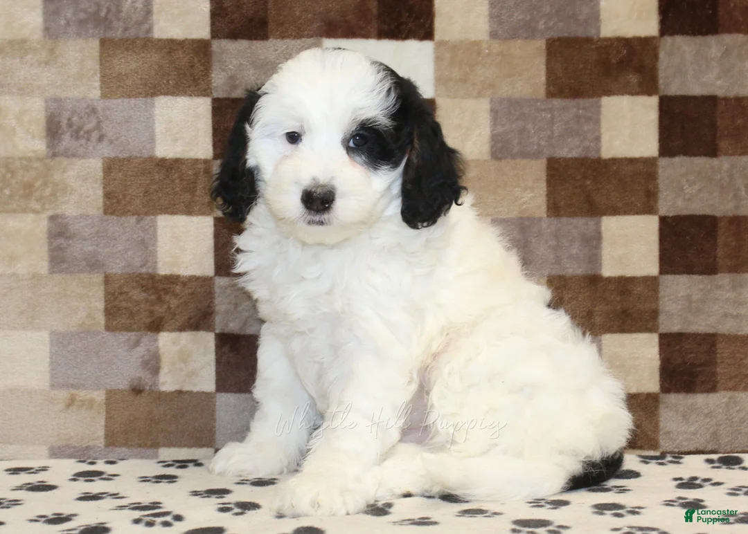 Mini Bernedoodle dogs for sale: Lily - Ad 1