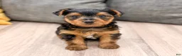 Yorkshire Terrier dogs for sale: Chief - Ad 7
