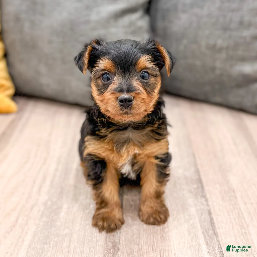Yorkshire Terrier dogs for sale: Chief - Ad 7
