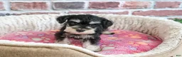 Miniature Schnauzer dogs for sale: Janelle - Ad 11
